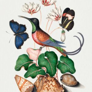 Hochroter Topas-Kolibri, Alpenveilchen, roter Postbote und Muscheln. Von James Bolton Bild Blumen