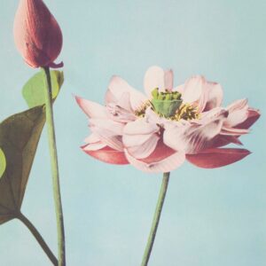 Lotus Flowers (1887–1897) von Ogawa Kazumasa Bild Blume