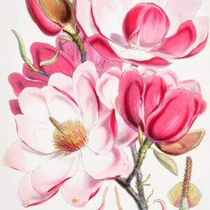Blumen-Pochoir-Muster im orientalischen Jugendstil von EA Séguy Bild Abstrakt Blumen-Pochoir-Muster im orientalischen Jugendstil von EA Séguy Bild Abstrakt